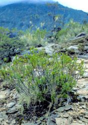 Veronica subfulvida. Habit. Exposed site in the Richmond Range, Nelson.
 Image: M.J. Bayly & A.V. Kellow © Te Papa CC-BY-NC 3.0 NZ